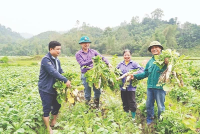 Được mùa củ cải Nhật ở xã Yên Phong. (Ảnh: VĂN TRIỀU)