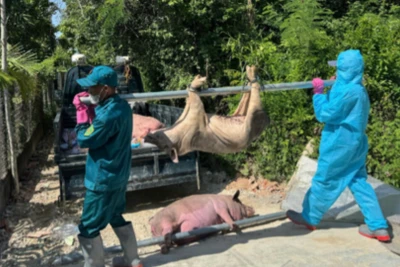 Dịch tả lợn châu Phi bùng phát gây thiệt hại nặng cho người chăn nuôi ở Quảng Ngãi.