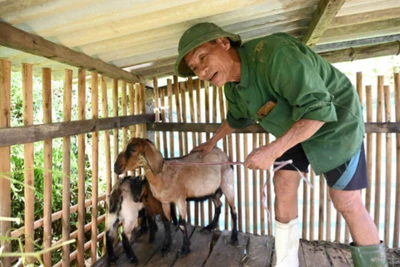 Mô hình nuôi dê sinh sản mang lại hiệu quả thiết thực cho cho hộ dân miền núi, vùng khó khăn.
