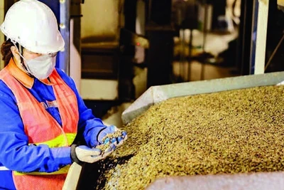 Kiểm soát chất lượng cà-phê xuất khẩu tại Công ty TNHH MTV Xuất nhập khẩu 2-9 Đắk Lắk. (Ảnh MINH ANH)