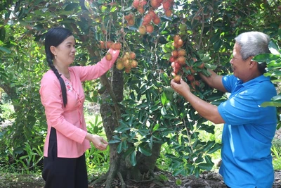 Đặc sản chôm chôm Cù lao Tân Quy, xã An Phú Tân, tỉnh Vĩnh Long.