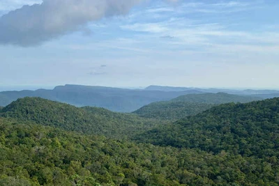 Quyền chỉ huy phòng, chữa cháy rừng có thể được giao cho trưởng thôn.