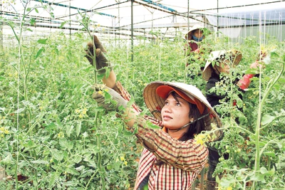 Đồng bào dân tộc Cơ Ho được hỗ trợ đầu tư sản xuất rau trong nhà kính.