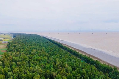 Khu du lịch biển Ba Động, phường Trường Long Hòa ngút ngàn rừng phòng hộ.