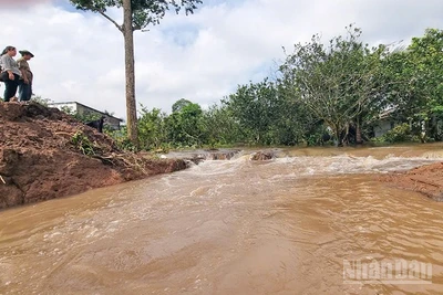 Đoạn sạt lở đê bao cồn Thanh Long sáng nay. 