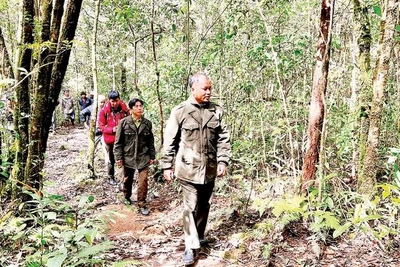 Các lực lượng chức năng tăng cường tuần tra, canh gác tại các khu vực nguy cơ cao cháy rừng.