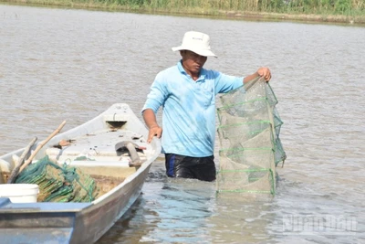 Nông dân xã Mỹ Thành, tỉnh Đồng Tháp giăng 12 cửa ngục để bắt thủy sản trên đồng ruộng.