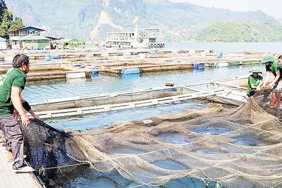 Nhân viên công ty thủy sản Hải Đăng thu hoạch cá.