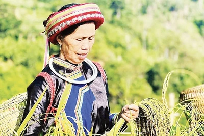 Đồng bào Dao thôn Phiêng Phàng, xã Cao Minh thu hoạch lúa Nếp Tài. (Ảnh MA NINH)