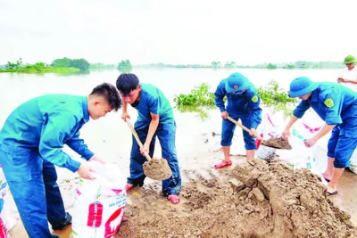 Lực lượng xung kích xã Phú Nghĩa tham gia đắp đê chống tràn. (Ảnh KIM THOA)