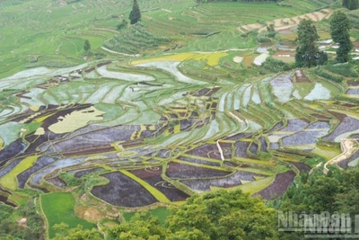 Ruộng bậc thang Hà Nhì Nguyên Dương. 