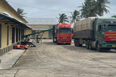 Xe vận chuyển gạo dự trữ quốc gia của Chi cục Dự trữ Nhà nước khu vực XII xuất phát hỗ trợ Nhân dân tỉnh Đắk Lắk bị thiệt hại do cơn bão số 13. (Ảnh: Cục Dự trữ) 