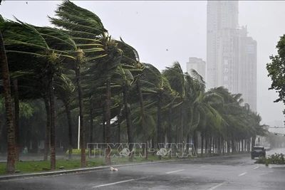 Ảnh minh họa. (Ảnh: TTXVN)