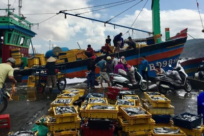 Khai thác thủy sản là nghề chính của người dân tại nhiều vùng biển.