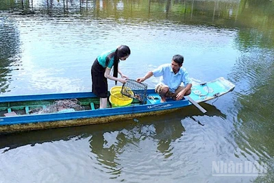 Đặt ngư cụ thu hoạch cua biển được nuôi xen canh trong vuông tôm ở vùng mặn Cà Mau.