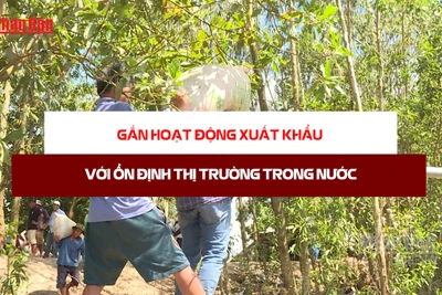 [Video] Tăng cường theo dõi cung - cầu, giá lúa gạo, bảo đảm ổn định thị trường