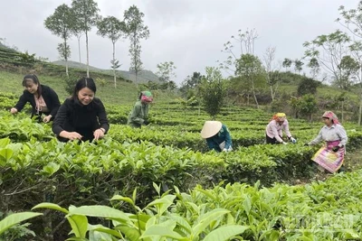 Thu hái chè ở Lào Cai. (Ảnh: THANH SƠN)