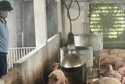 Lực lượng chức năng xã Bất Bạt kiểm tra đàn lợn trên địa bàn xã. 