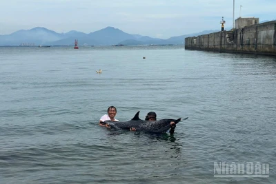 Chiến sĩ Trạm Biên phòng cửa khẩu cảng Tiên Sa tiếp cận cá thể cá heo bị mắc cạn (Ảnh: Trạm Biên phòng cửa khẩu cảng Tiên Sa cung cấp)