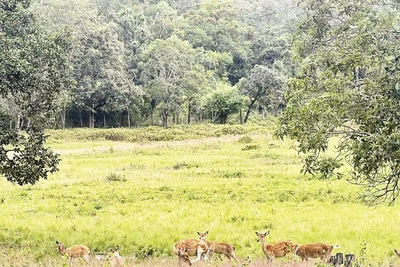 Đàn hươu sao được nuôi trong môi trường bán hoang dã.