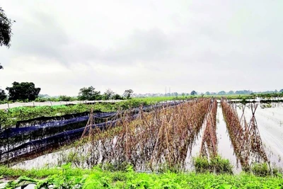 Nhiều diện tích cây trồng bị hư hại do bão lũ.