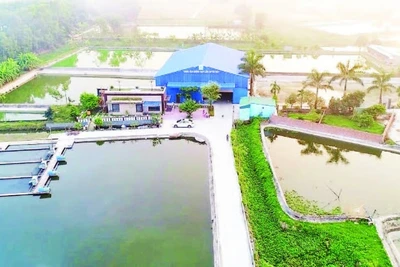 Trung tâm giống thủy sản của Hợp tác xã sản xuất và Thương mại Xuyên Việt.