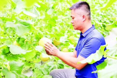 Mô hình trồng dưa lưới OCOP 3 sao ứng dụng công nghệ tưới nhỏ giọt tự động của hộ gia đình anh Nguyễn Việt Lâm mang lại hiệu quả kinh tế cao.