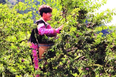 Người dân Mộc Châu thu hoạch mận. (Ảnh MINH HẠNH)