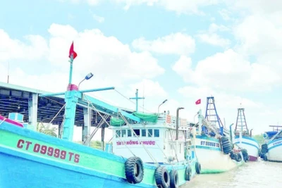 Tàu cá Cần Thơ tập kết tại Cảng cá Trần Đề.