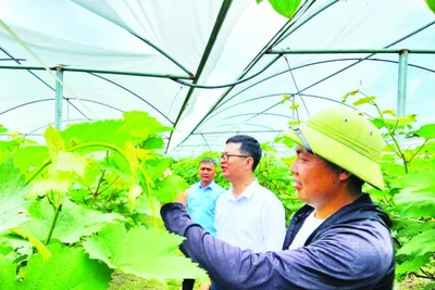 Mô hình trồng nho Hạ đen của Hợp tác xã kinh doanh dịch vụ nông nghiệp tổng hợp Việt Huyền, xã Đầm Hà, huyện Đầm Hà, Quảng Ninh.