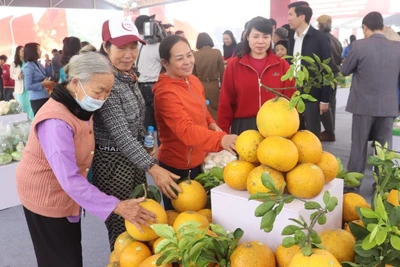 Người tiêu dùng Thủ đô lựa chọn sản phẩm bưởi để trưng Tết.