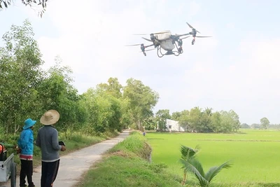 Nông dân xã Long Hiệp sử dụng thiết bị không người lái bón phân cho ruộng lúa.