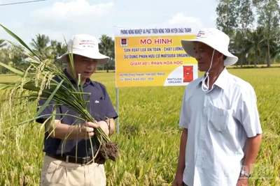 Cán bộ ngành nông nghiệp và môi trường hướng dẫn nông dân kiểm tra sâu bệnh trên cây lúa.