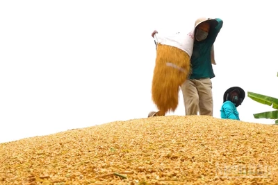 Nông dân tất bật thu hoạch lúa hè thu.