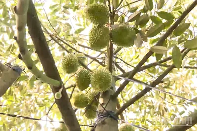 Vườn sầu riêng đang cho trái của nông dân tại Phong Điền, thành phố Cần Thơ.