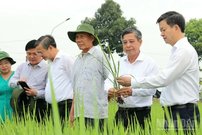 Lãnh đạo thành phố Cần Thơ thăm đồng đầu Xuân Bính Ngọ 2026.