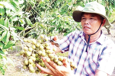 Nông dân xã Tân Hưng, tỉnh Hưng Yên được mùa nhãn.