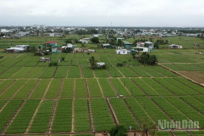 Sản xuất nông nghiệp 2025 vượt khó để ghi nhận kết quả tích cực. (Ảnh: THUẬN NGUYỄN)