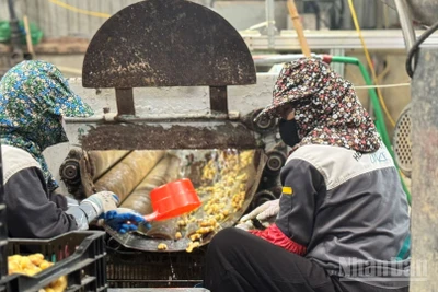 Sản xuất của các doanh nghiệp duy trì ổn định. (Ảnh: HNV)