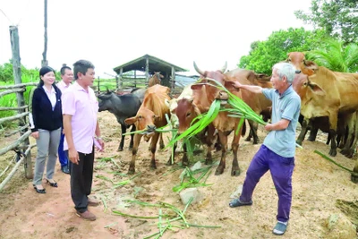 Mô hình chăn nuôi bò từ nguồn vốn vay tín dụng chính sách của gia đình ông Nguyễn Văn Tuấn ở thôn Thịnh Phú,xã biên giới Ia Lốp mang lại hiệu quả kinh tế cao.