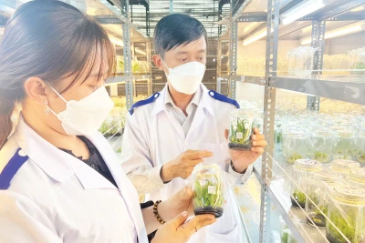 Ứng dụng công nghệ trong nhân giống tại Trung tâm Giống và hoa kiểng tỉnh Bến Tre.