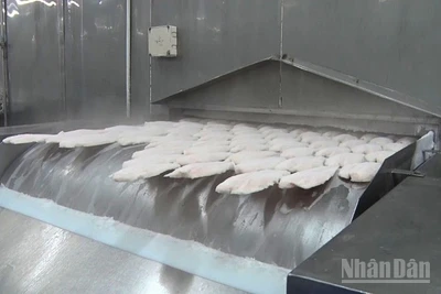 Sản phẩm thủy sản được đông lạnh để xuất khẩu.