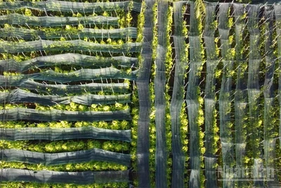 Làng trầu Vị Thủy, xã Vĩnh Thuận Đông, thành phố Cần Thơ, nhìn từ trên cao.