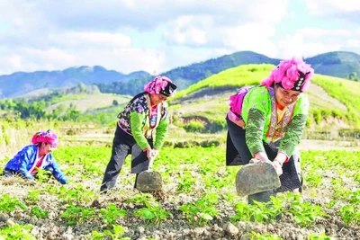 Người dân bản Háng Lìa A chăm sóc cây khoai tây lần đầu tiên được trồng trên đất ruộng.