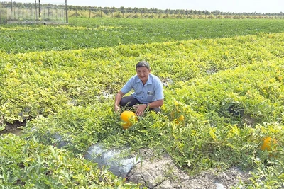 Phóng viên trên ruộng dưa hấu Tết của anh Nguyễn Tâm Trí, ngụ ấp Hưng Nghĩa, xã Tân Lược, tỉnh Vĩnh Long. 