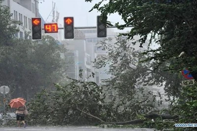 Một người phụ nữ đi ngang qua cây đổ ở thành phố Qionghai, tỉnh Hải Nam, miền nam Trung Quốc, nơi bị một trận bão tàn phá. (Ảnh tư liệu: THX)