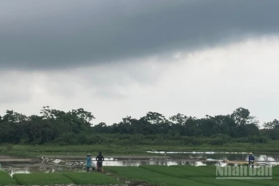 Dự báo khu vực Bắc Bộ có mưa rào và dông rải rác. (Ảnh minh họa: Đ.T)