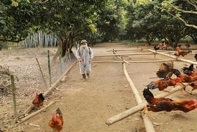 Ảnh minh họa: (Nguồn VNA)