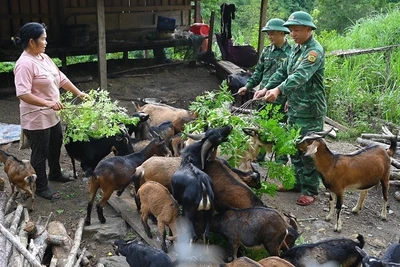 Đoàn viên, thanh niên đồn Biên phòng Tam Hợp giúp dân phát triển kinh tế chăn nuôi dê.