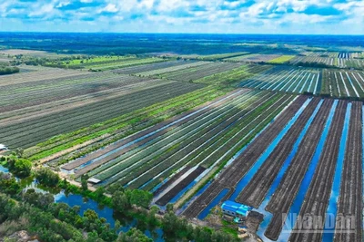 Vùng nguyên liệu khóm ở Đồng Tháp Mười (tỉnh Đồng Tháp).